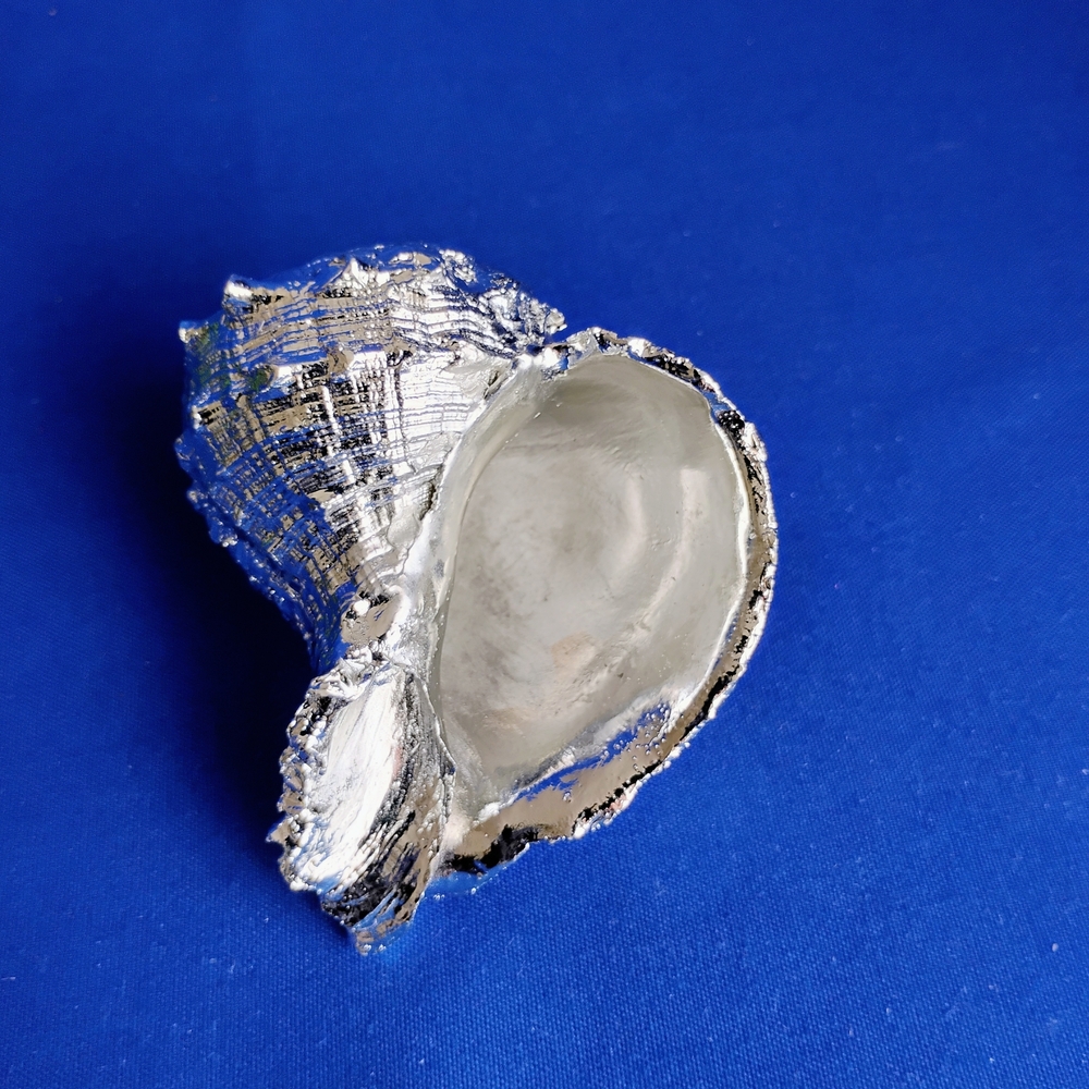 Bursa Snail Decorative Shell